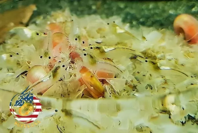 10+1 Snow Ball Shrimp Freshwater Neocaridina Aquarium Shrimp. Live Guarantee