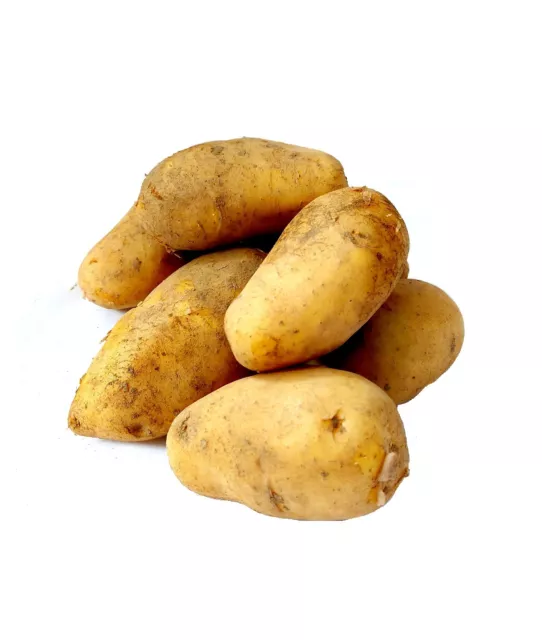 Kartoffel Sieglinde festkochende Speisekartoffeln 1-25 KG Ernte 2023