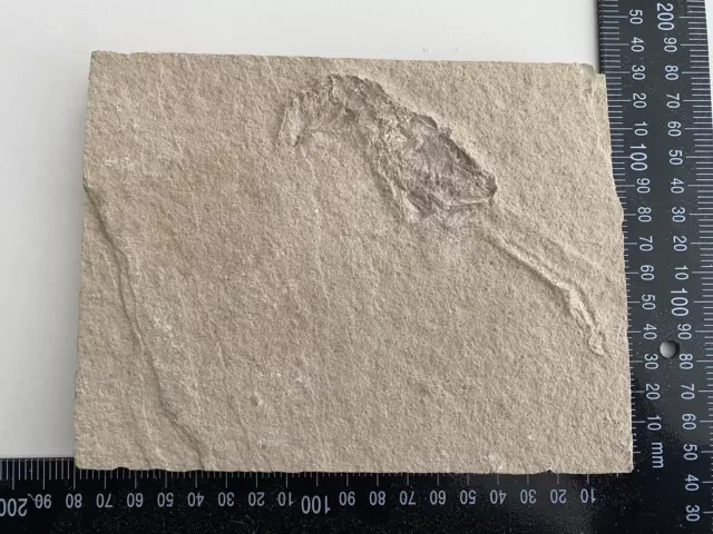 Urzeit Fossil Versteinerung siehe Fotos PO