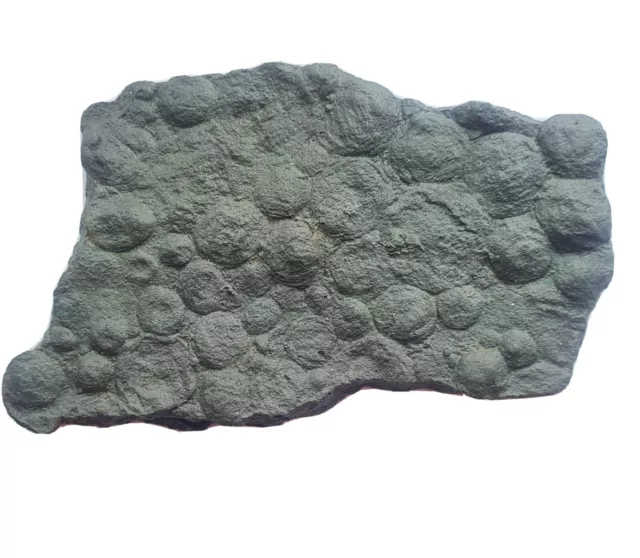 REPLICA Cast Pre-Cambrian Ediacaran Fossil - Nemiana simplex