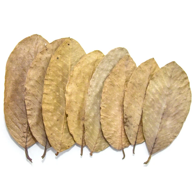 Dried Guava Leaves - Blackwater for Aquarium Tank Shrimp Betta Fish Pack of 25