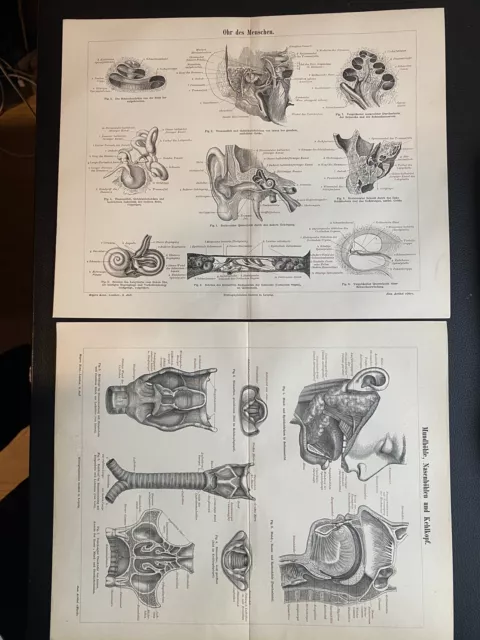 antike Grafik Medizin/Anatomie: 2 Grafiken Ohr, Mund, Nase & Kehlkopf 1900