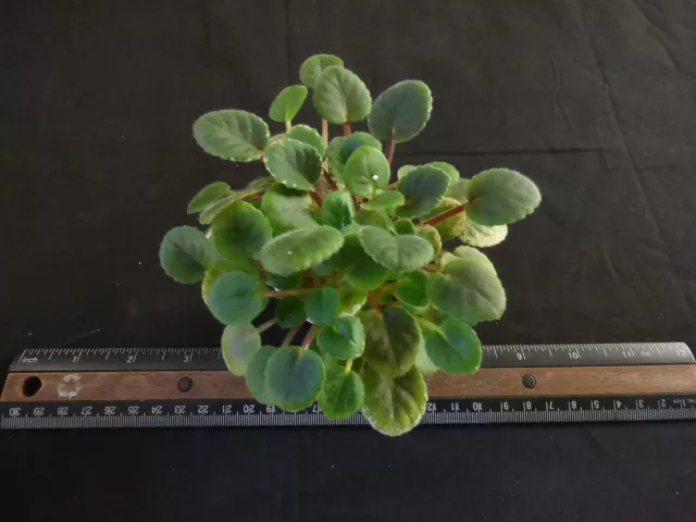 African Violet LEAF POT "Cajun's Roses Anyone"