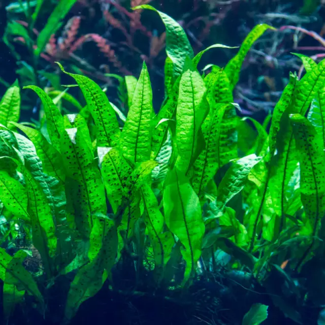 Microsorium fougère de Java plante aquarium pour boit/roche très résistantes  