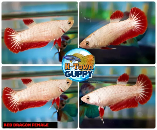 FEMALE - Live Betta Fish High Quality Halfmoon Plakat HMPK Red Dragon