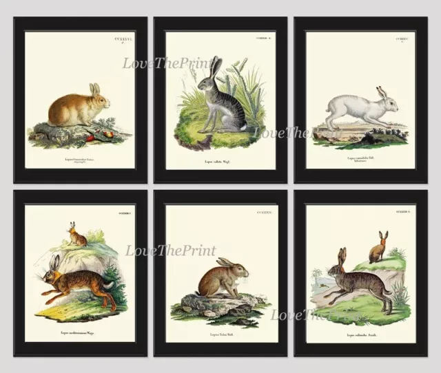 Vintage Rabbit Baby Bunnies Wall Art Set of 6 Prints Beautiful Antique Unframed