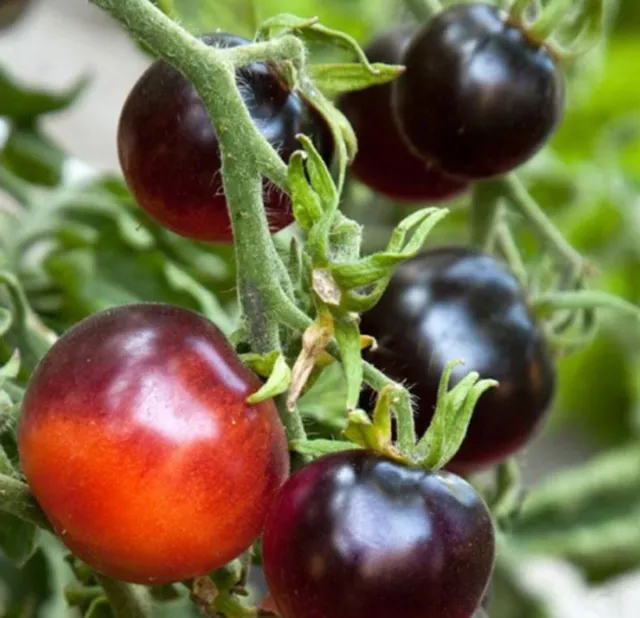 50 Graines non traitées de Tomate Cerise BLACK CHERRY cerise noire - délicieuse