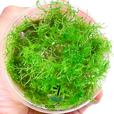 Taxiphyllum Spiky Moss Tissue Culture B2G1 Live Aquarium Plant Cup Easy Java