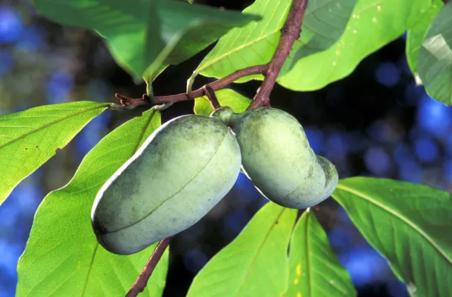 5 PAW PAW FRUIT TREE Indian Banana Asimina Triloba Flower Seeds *Flat S/H