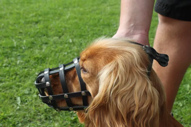 Hocico de cuero para perro mariposa continental de juguete spaniel y hocicos similares