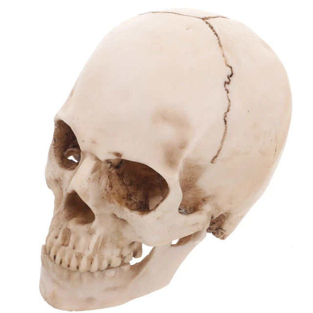 2 Pack Skeleton Halloween Party Supplies Skull Decor Crafts Man