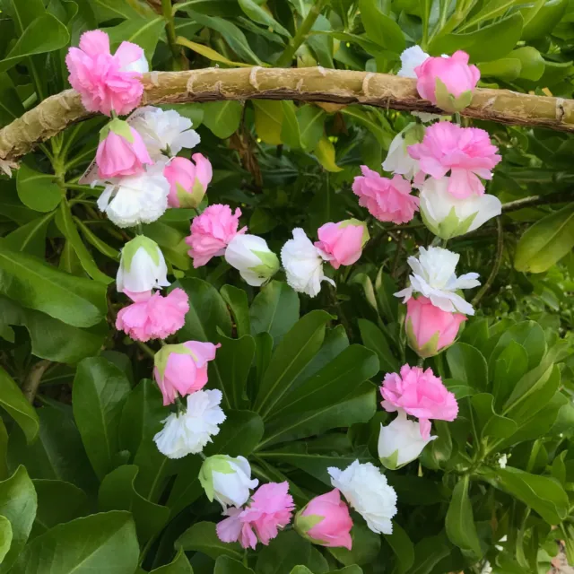 Hawaiian Silk Lei -Pink Rose & White Carnation - Designed In Hawaii