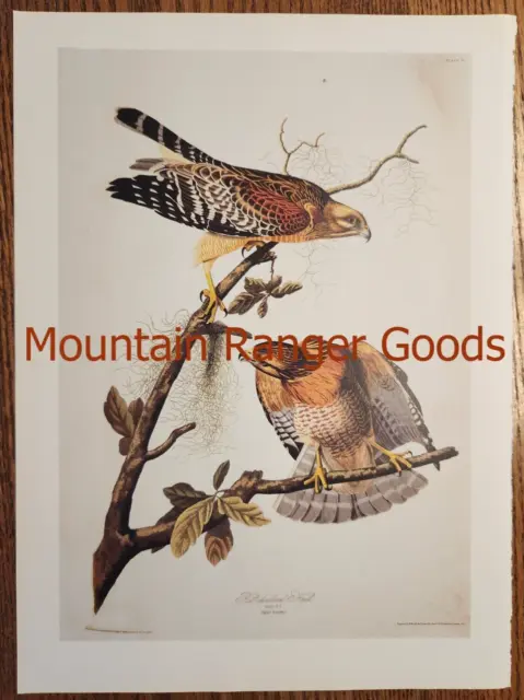 Audubon Red-Shouldered Hawk Falco Buteo Lineatus Book Page Print Color Plate