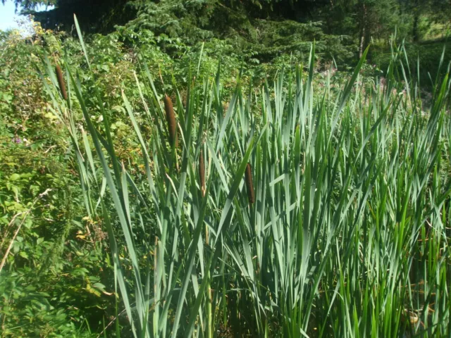 Breitblättriger Rohrkolben, Typha latifolia Teichpflanzen Sumpfpflanze