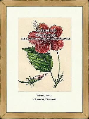 Chinesischer Roseneibisch Hibiscus Rosa sinensis Malvengewächse Vilmorin A3 263