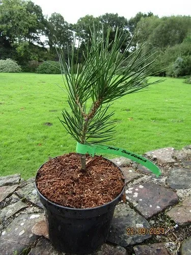 Pinus bungeana, Lacebark pine 25-30cm
