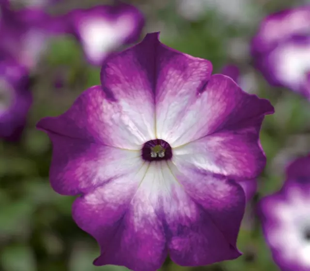 100 PCS Seeds Petunia Radiant Blue Very Beautiful Plants Flower