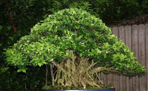 Ficus alti. braucht nur ½ so viel Licht wie F. benjamin / frische Samen