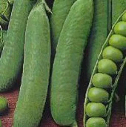 Pea Seeds Telephone Vegetable Garden Climbing Pea Seeds TELEPHONE PEA SEED