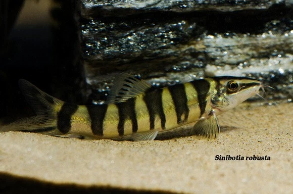 Pack of 2 Freshwater Chinese Kansu Loach Live Tropical Fish Size Large 2-3" Inch