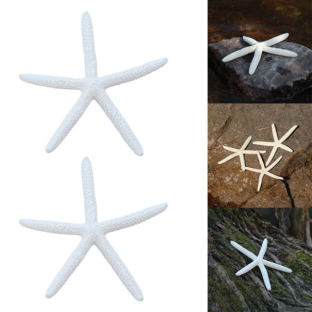 Dedo Estrella de Mar Estrella de Mar Playa Mesa Estable 10-15CM Decoración Regalos