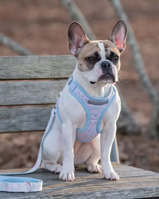 Laura Ashley 2PC Dog Harness and Leash Set Ainsley Blue Pink Floral Med Collar