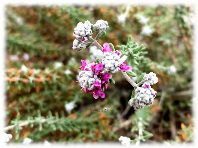 Poleo de monte - Teucrium polium - 100 semillas - Seeds - Graines - Semi