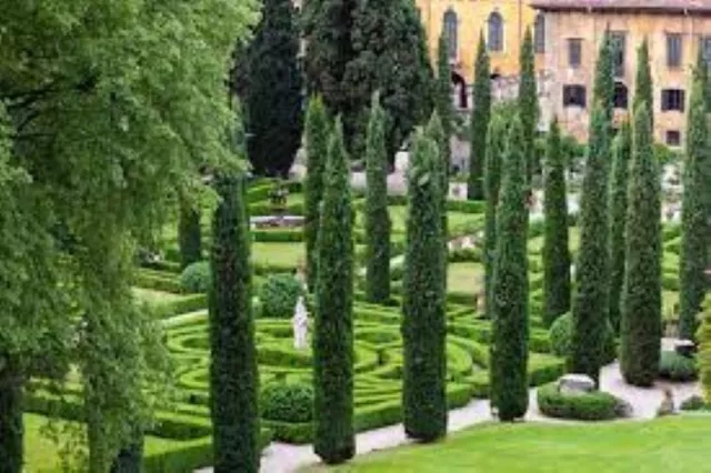 200 x Italian Cypress Tree seeds. Cupressus Sempervirens. Totem Pole, Pencil Pin