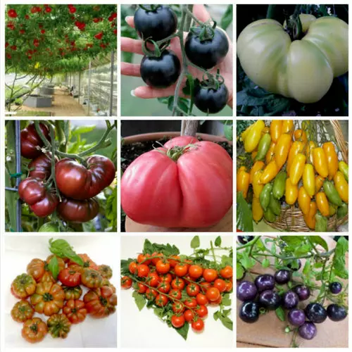 450 Rare Tomato Seeds In Mix 9 Varieties  + Free Gift