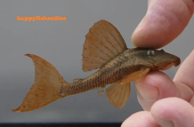 L137 Blue Eyed Red Fin Pleco - Gorgeous Red/Orange Juveniles From Brazil! Wc 2