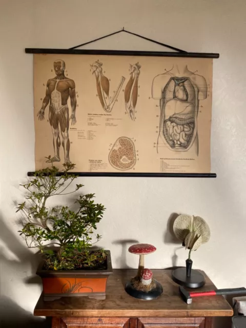 Original 1950s anatomical school chart human muscular system & internal organs.