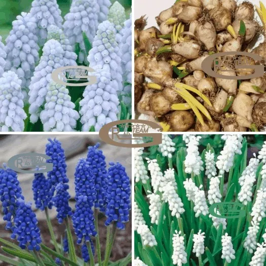 Muscari Grape Hyacinth Flowers Ready To Grow Bulbs Beautiful Garden Spring Plant