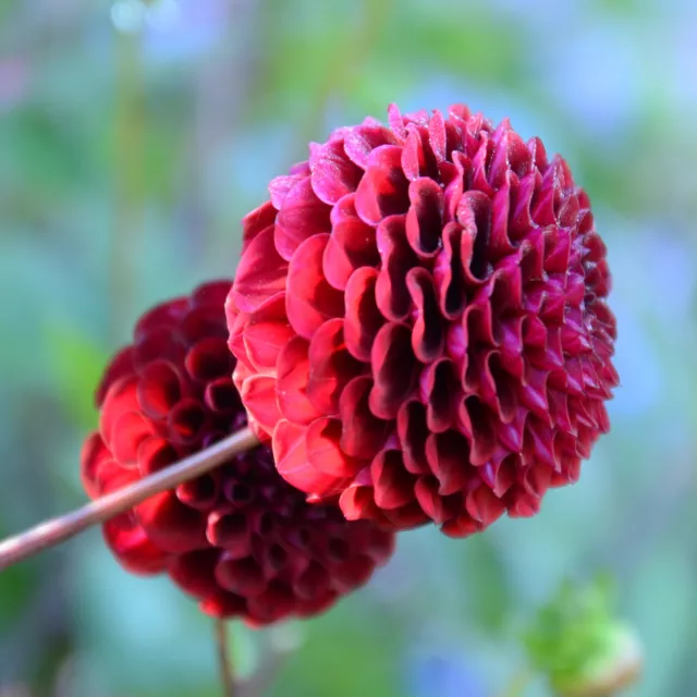 Dahlien Knollen, Balldahlie, Frauenreuther Juwel, Rot