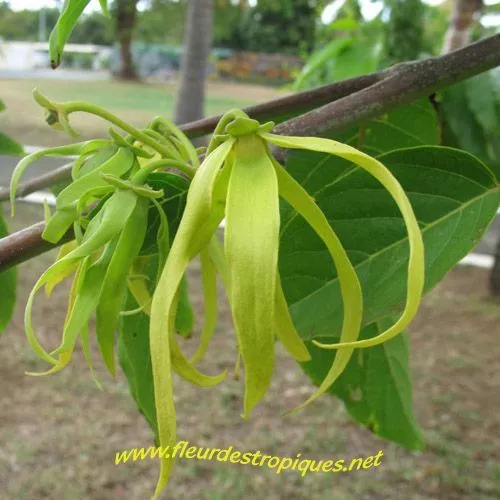 Graines / Seeds: Cananga odorata / Ylang Ylang (10)