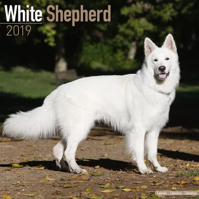 Calendrier 2019 - BERGER BLANC SUISSE