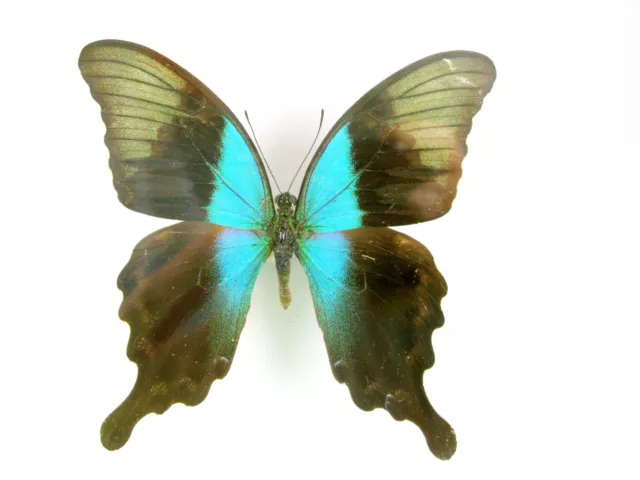 3 real beautiful and huge butterflies in the XXl showcase - single piece - 26 5