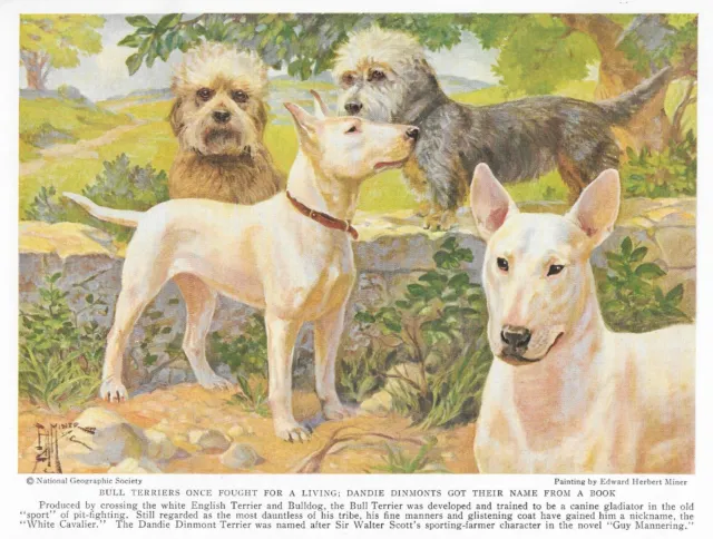 Bull Terrier / Dandie Dinmont - CUSTOM MATTED - 1936 Color Dog Art Print
