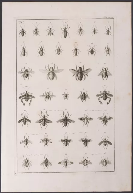 Seba - Insects. 97, 1765 Curiosities Original Folio Engraving