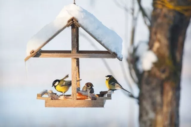 25 kg de graines de tournesol décortiquées, nourriture dispersée pour oiseaux 25 3