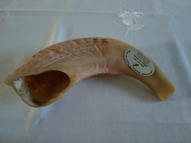 Jerusalem Shofar - made in Israel - 21 cm