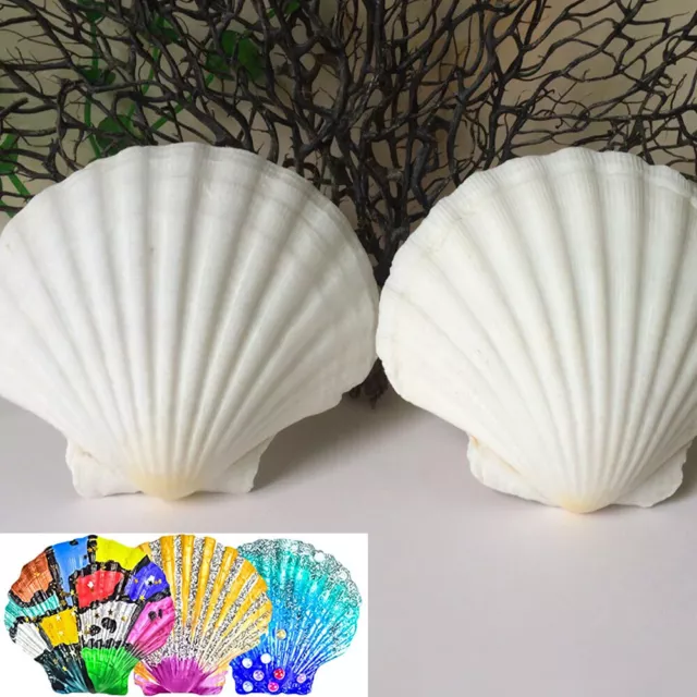 30PCS 5-7CM Scallop Shells Natural White Seashell Beach Party Home Decor Craft