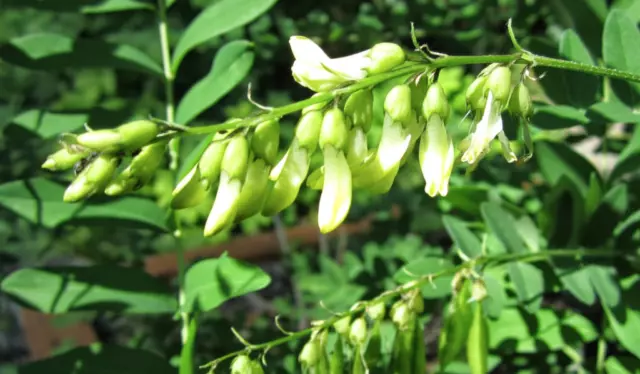 50 Graines d'Astragale 'Astragalus Membranaceus' Huang-Qi Medicinal Plant seeds 3