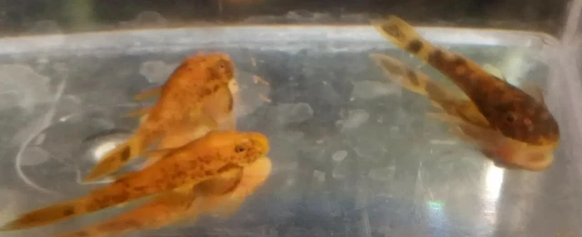 3 SUPER RED CALICO Ancistrus Bristlenose Rare Pleco Bushynose Plecostomus Fish