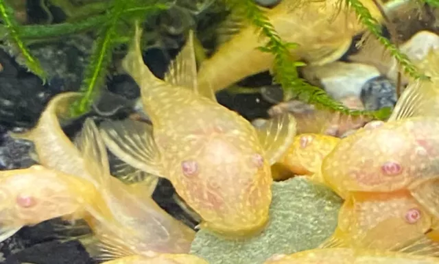Albino Bristlenose Pleco Pink Eyes Algae Eater 1-2 Inch US Bred