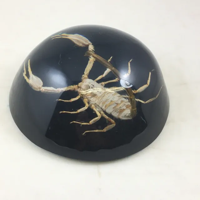 Vintage Big Scary Scorpion Ready To Strike! Acrylic Paperweight Black Background 3