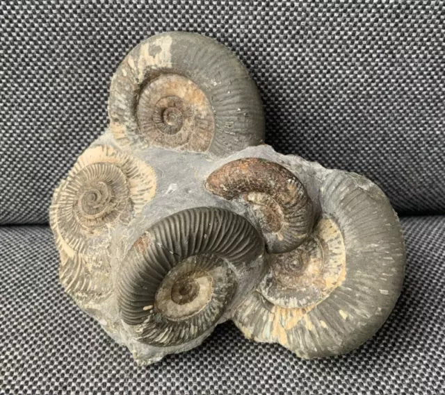 Multiblock Dactylioceras Rare Scunthorpe Fossil Ammonite, Crosby Warren, England