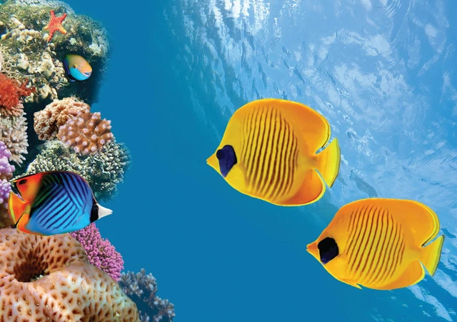 146230 Aquarium Tropical Fish Print Poster Affiche