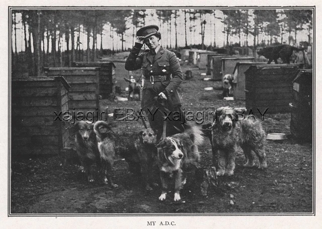 DOG War Dog Female Woman Handler Trainer, Airedale Terrier, Rare Antique Print