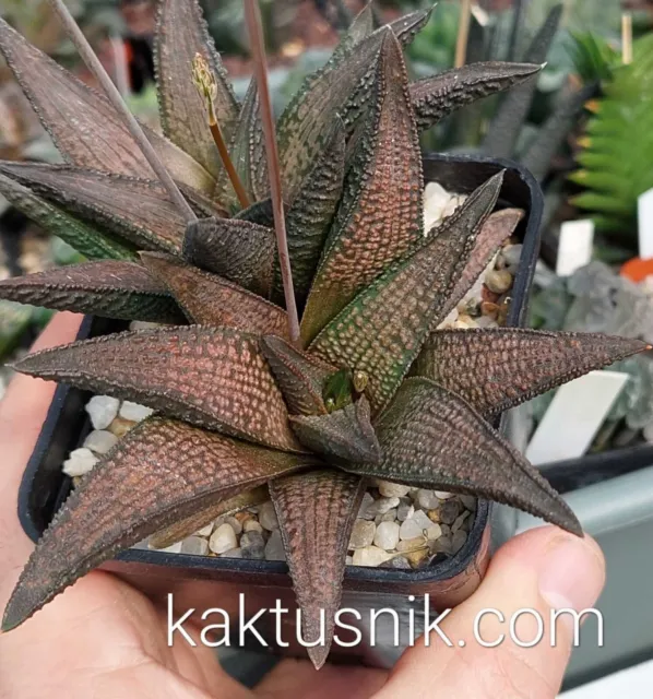 Haworthia 'KINTAIKYO' hybrid mix  10 seeds harvest 2023