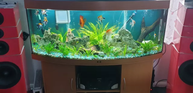 complete fish tank set up